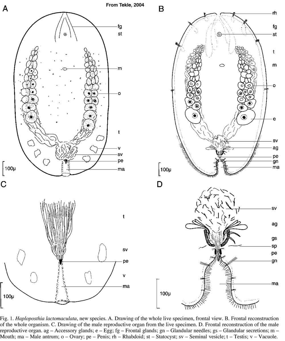 Image of Haploposthia lactomaculata Tekle 2004