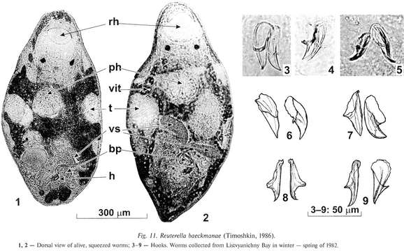 Image of Mariareuterella
