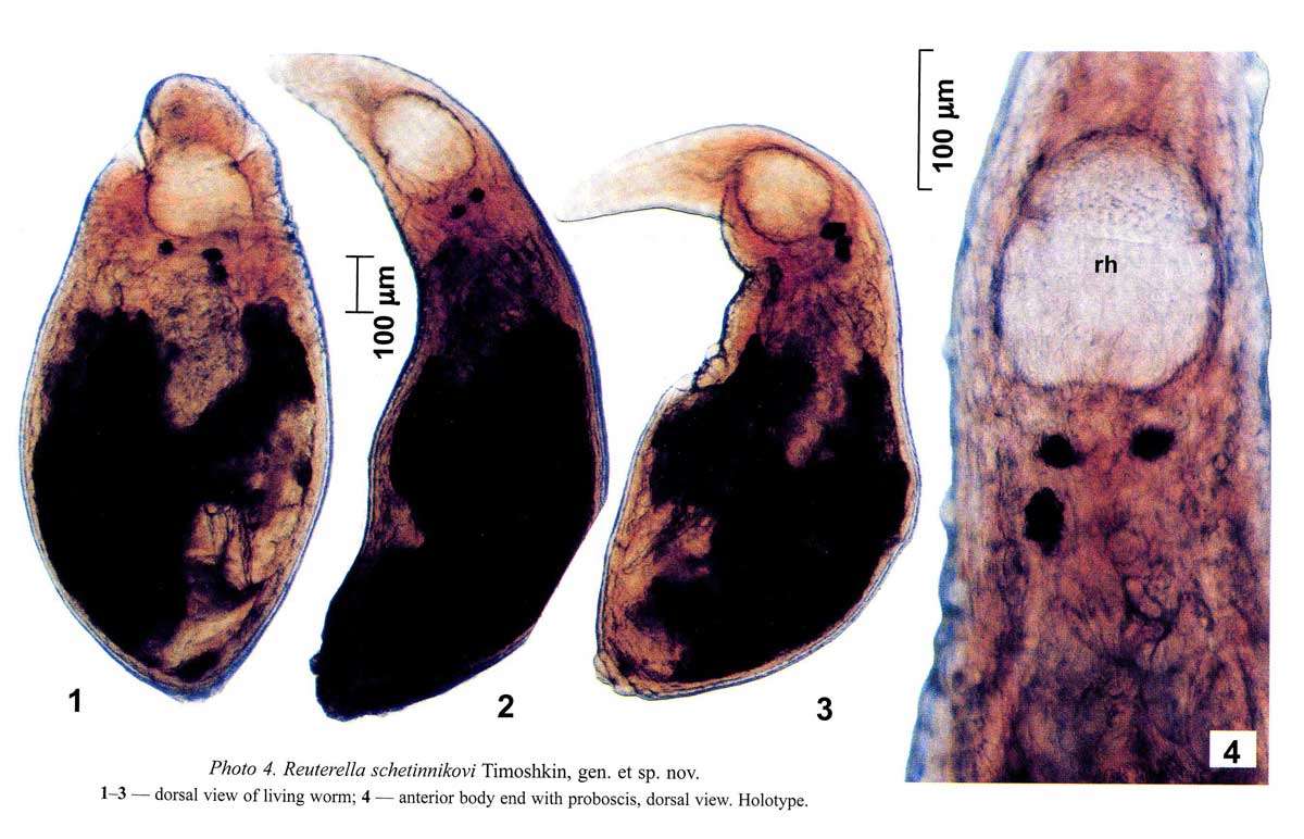Image of Mariareuterella schetinnikovi (Timoshkin 2004)