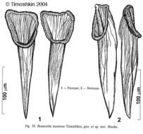 Imagem de Mariareuterella martensi (Timoshkin 2004)