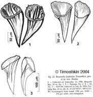 Imagem de Mariareuterella lyudmilae (Timoshkin 2004)