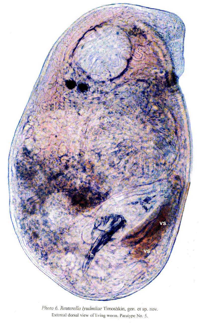 Image of Mariareuterella lyudmilae (Timoshkin 2004)