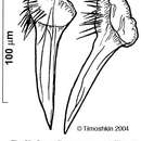 Image of Mariareuterella saetosouncinata (Timoshkin 2004)