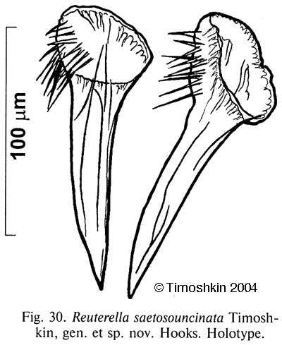 Image of Mariareuterella saetosouncinata (Timoshkin 2004)