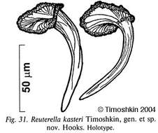 Image of Mariareuterella kasteri (Timoshkin 2004)