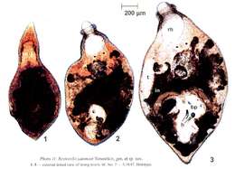 Image of Mariareuterella salemaai (Timoshkin 2004)