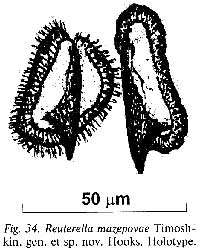 Image of Mariareuterella mazepovae (Timoshkin 2004)