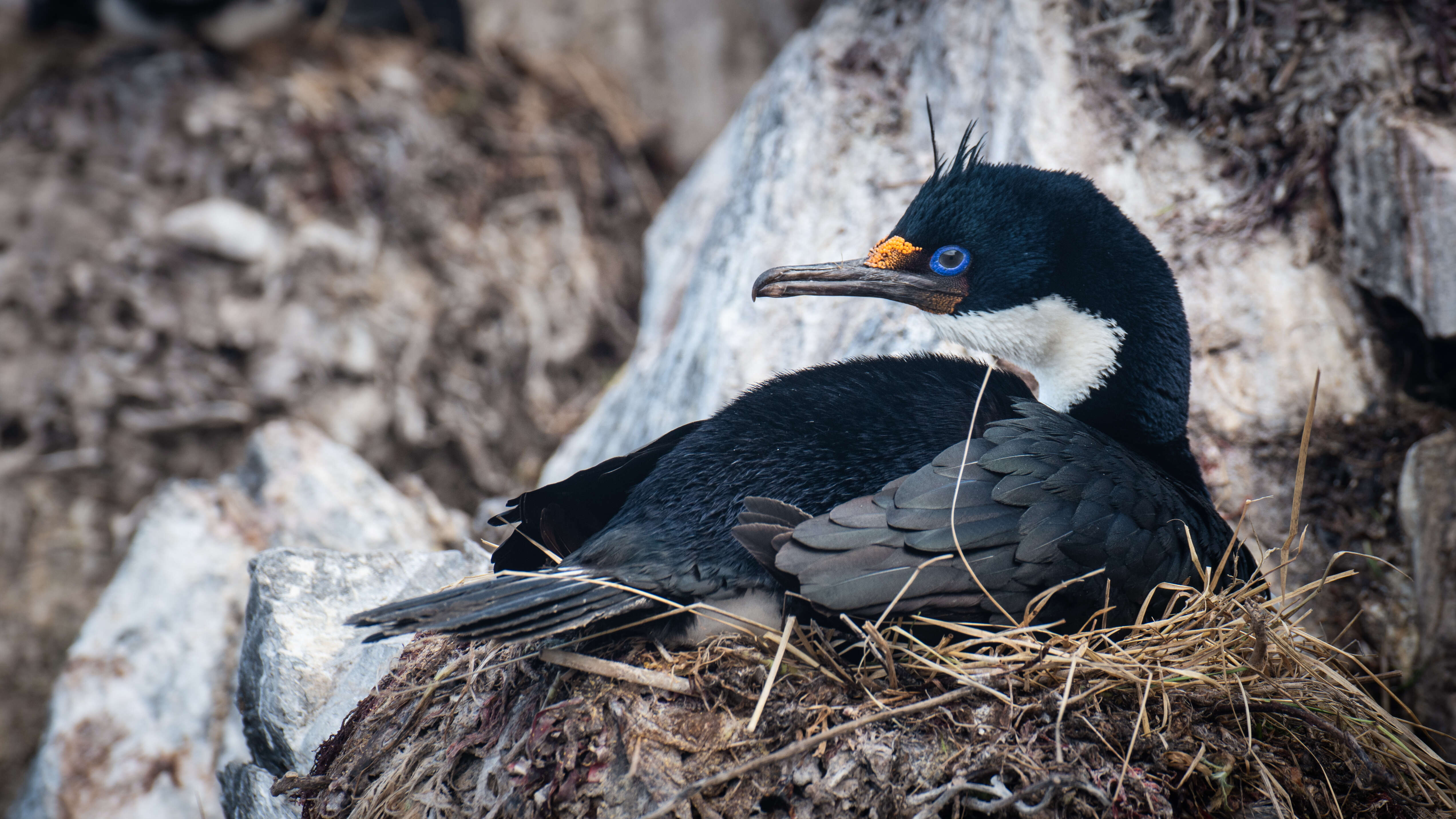 Image of Kerguelen Shag