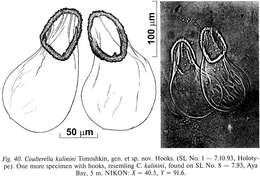 Imagem de Coulterella kalinini Timoshkin 2004