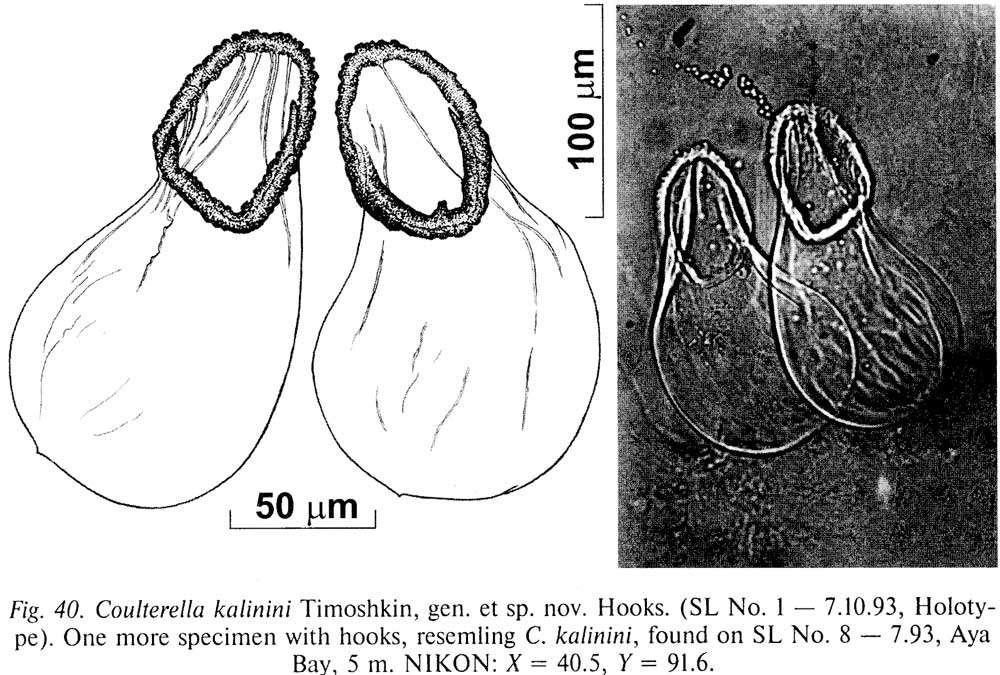 Слика од Coulterella kalinini Timoshkin 2004