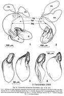 Image of Coulterella hirotaorum Timoshkin 2004