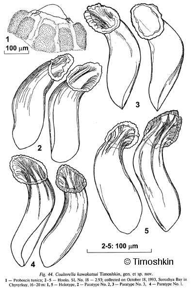 Image of Coulterella kawakatsui Timoshkin 2004