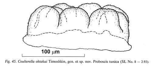 Imagem de Coulterella ohtakai Timoshkin 2004