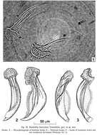 Image of Riedelella linevichae Timoshkin 2004