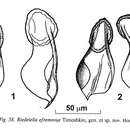 Image of Riedelella efremovae Timoshkin 2004