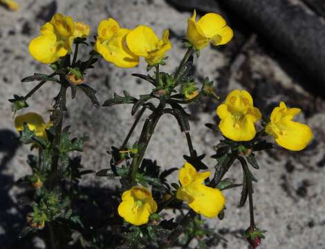 Imagem de Hemimeris sabulosa L. fil.