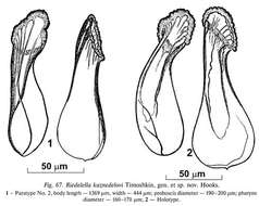 Imagem de Riedelella kuznedelovi Timoshkin 2004