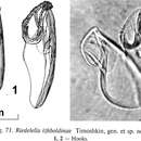 Image of Riedelella izhboldinae Timoshkin 2004