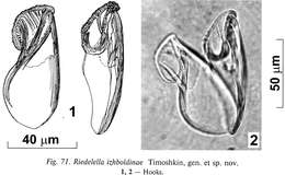 Imagem de Riedelella izhboldinae Timoshkin 2004