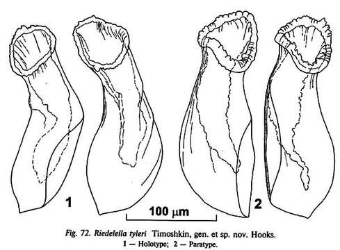 Imagem de Riedelella tyleri Timoshkin 2004