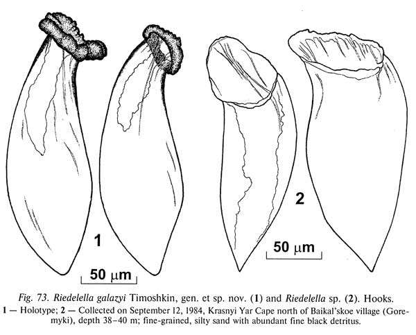 Imagem de Riedelella galazyi Timoshkin 2004