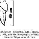 Image of Riedelella ninae (Timoshkin 1986)