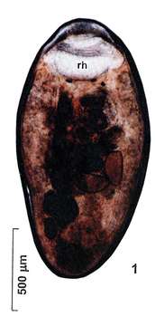 Image of Cohenella sidelevae Timoshkin 2004