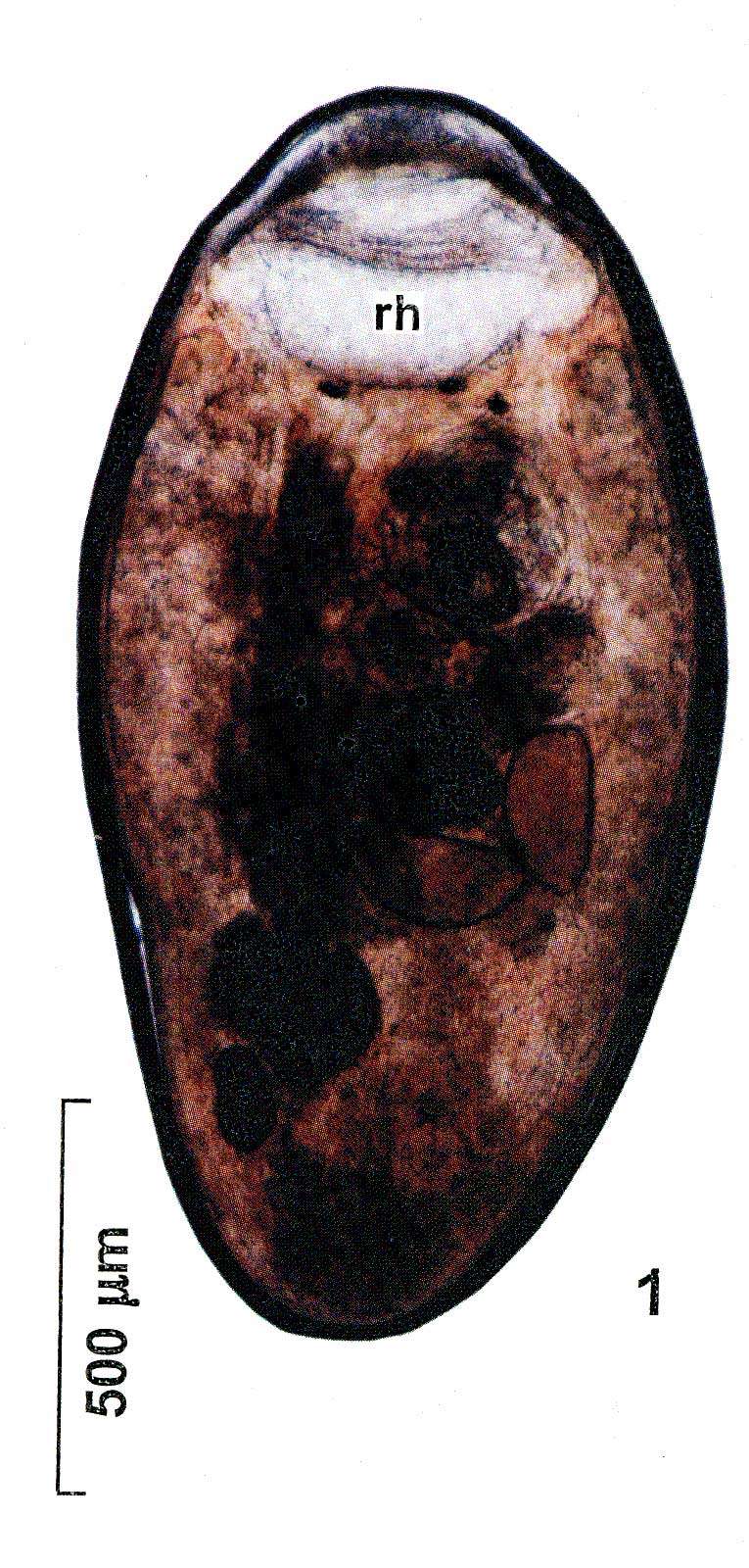 Слика од Cohenella sidelevae Timoshkin 2004