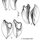 Image of Linella macrorhynchus (Timoshkin 1986)