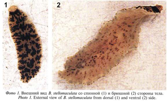 Image of Dendrocoelidae