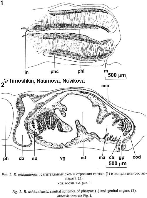 Image of Bdellocephala ushkaniensis Timoshkin, Naumova & Novikova 2004