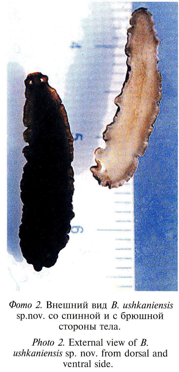 Image of Bdellocephala ushkaniensis Timoshkin, Naumova & Novikova 2004