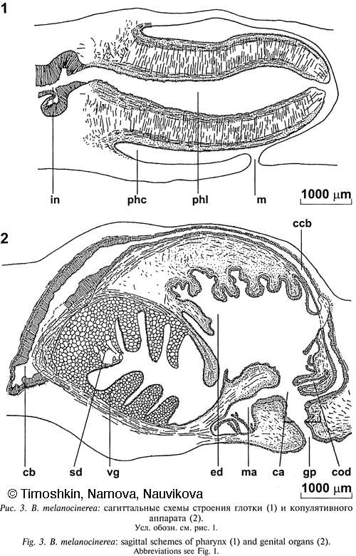 Image of Bdellocephala melanocinerea (Korotneff 1912)