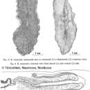 Image of Bdellocephala roseocula Timoshkin, Naumova & Novikova 2004