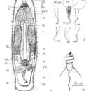 Image of Macrostomum xiamensis Wang & Luo 2004