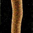 Image of Dugesia gonocephala (Duges 1830)