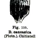 Image of <i>Dalyellia caucasica</i> Plotnikow 1906