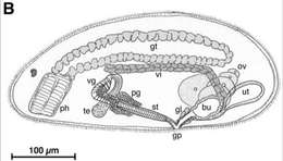 Image de Cephalopharynx