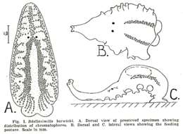 Image de Bdellasimilis