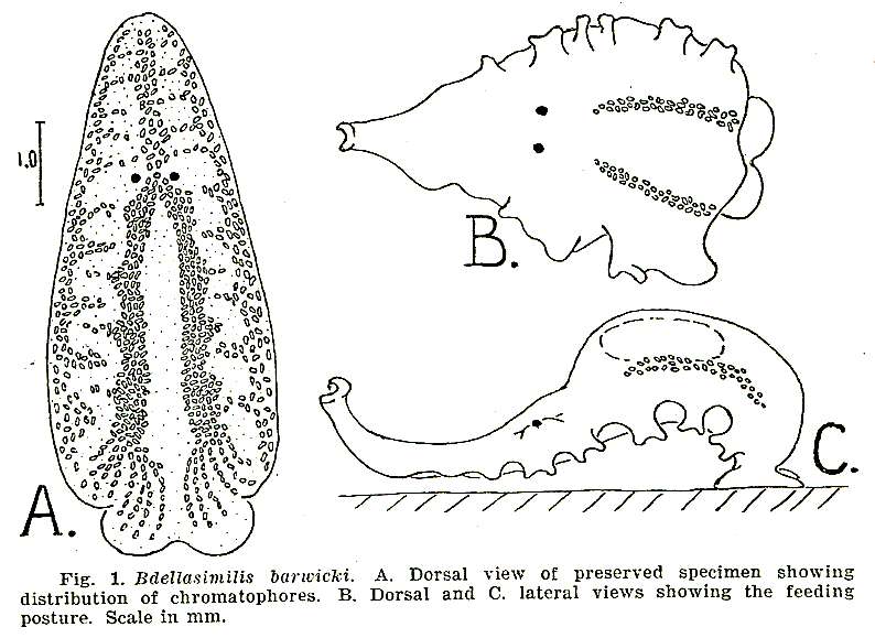 Image of Bdellasimilis