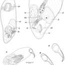 Слика од Haplovejdovskya scilliensis Faubel & Warwick 2005