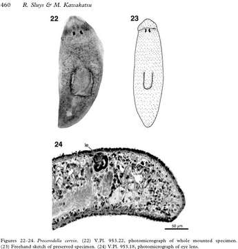 Image of Procerodella