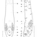 Image of Haplogonaria amarilla Hooge & Eppinger 2005