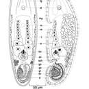 Image of Isodiametra bajaensis Hooge & Eppinger 2005