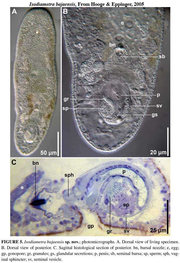 Image of Isodiametra bajaensis Hooge & Eppinger 2005