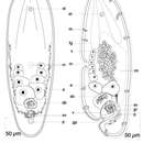 Image of Praeaphanostoma gusana Hooge & Eppinger 2005