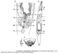 Image of Coronhelmis novaecaledoniae Willems, Artois, Backeljau & Schockaert 2005