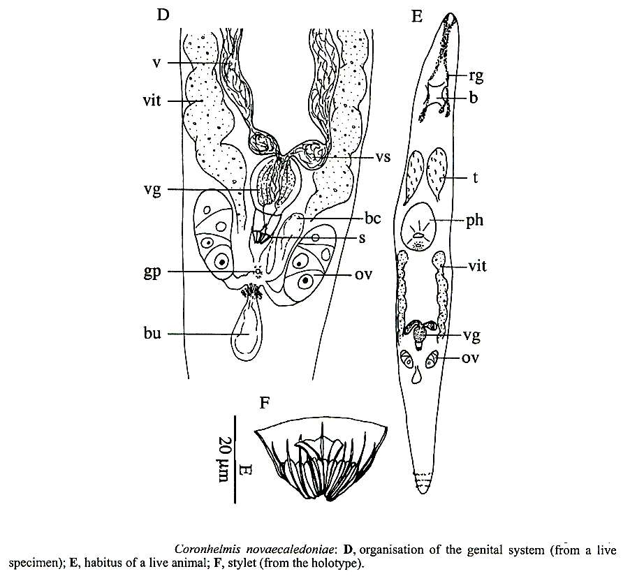 Image of Coronhelmis novaecaledoniae Willems, Artois, Backeljau & Schockaert 2005