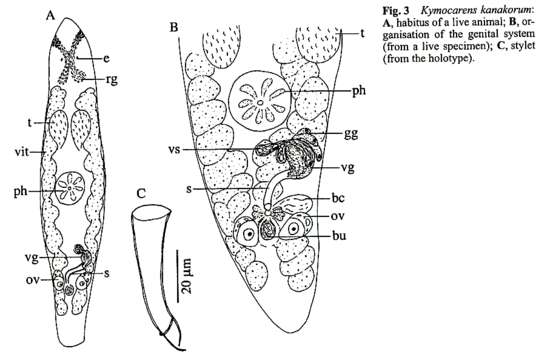 Image of Kymocarens