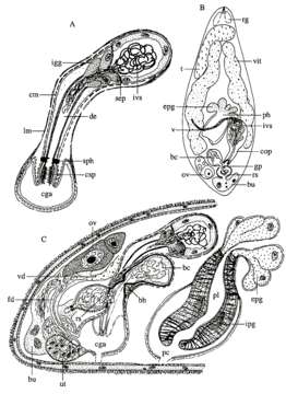 Image of Solenopharyngidae